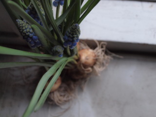 �t���[��