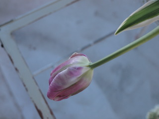�t���[��