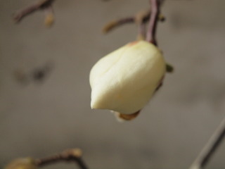 �t���[��