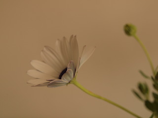 �t���[��