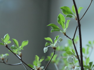 �t���[��
