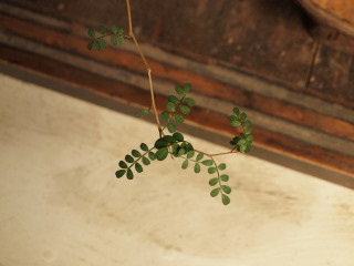 �t���[��