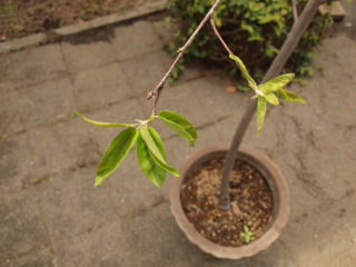 �t���[��