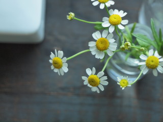 �t���[��