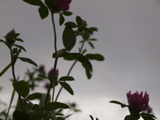 �t���[��