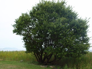 �t���[��