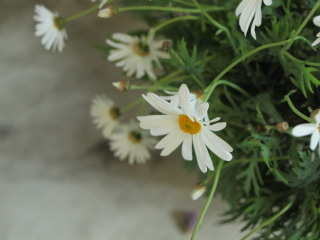 �t���[��