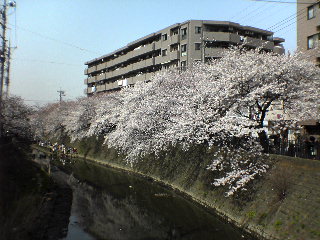 20060401_sakura1.jpg